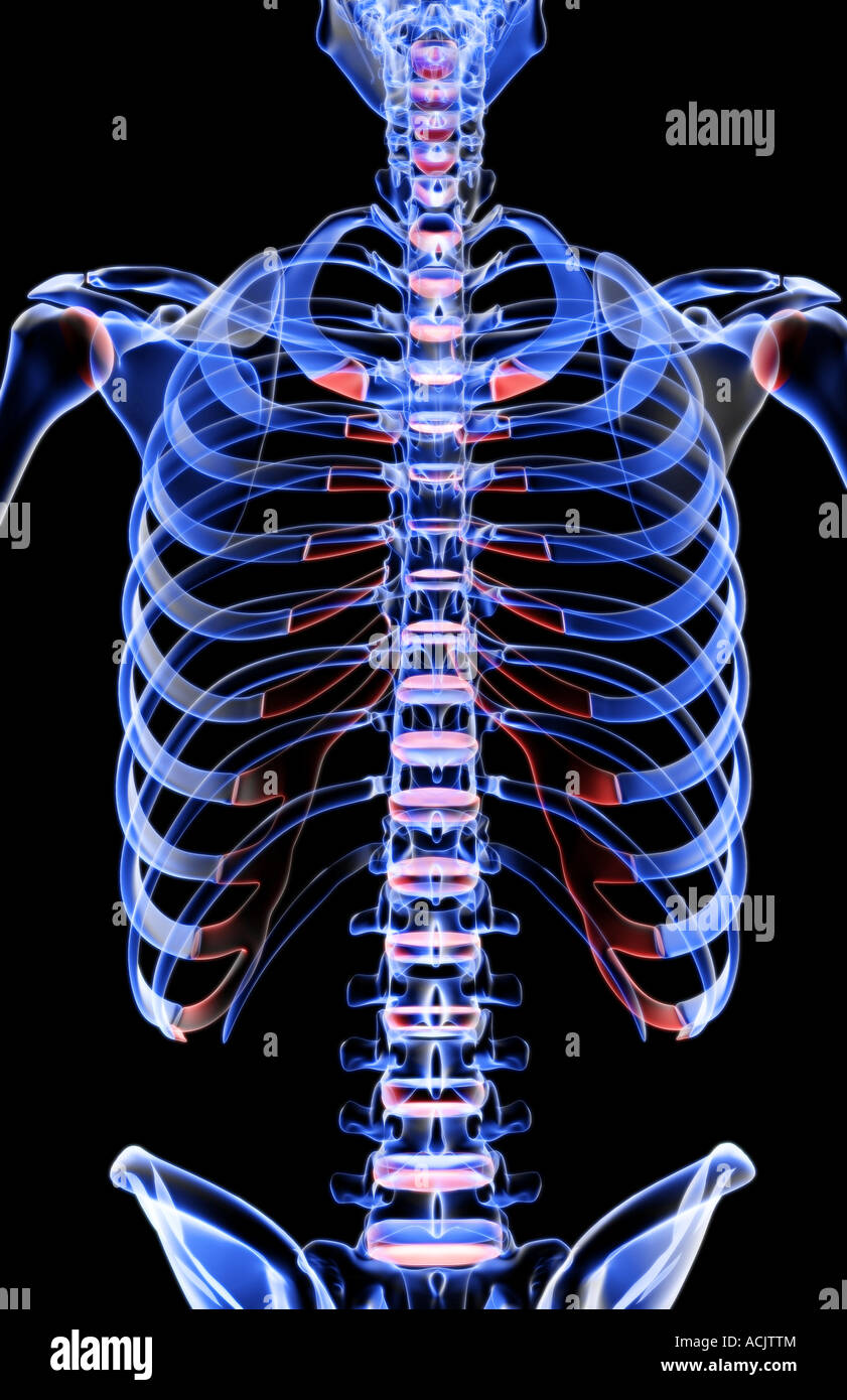 The bones of the trunk Stock Photo Alamy