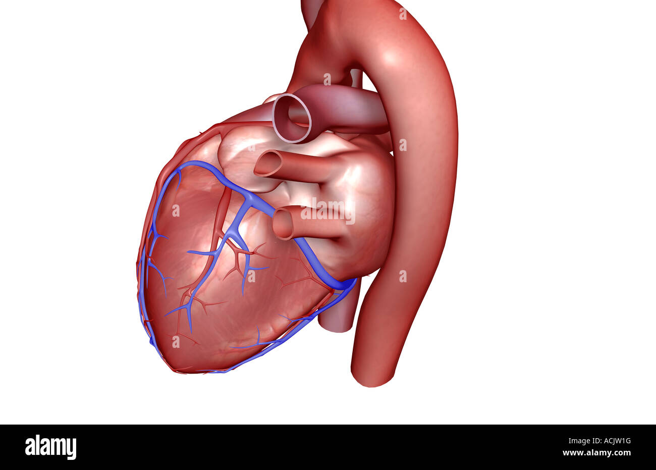 The coronary vessels of the heart Stock Photo