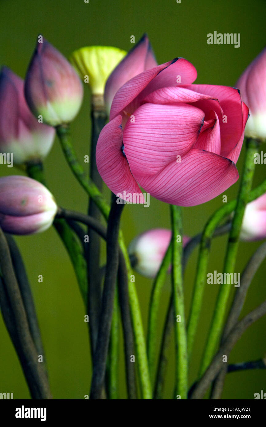 Bunch of lotus flowers Stock Photo Alamy