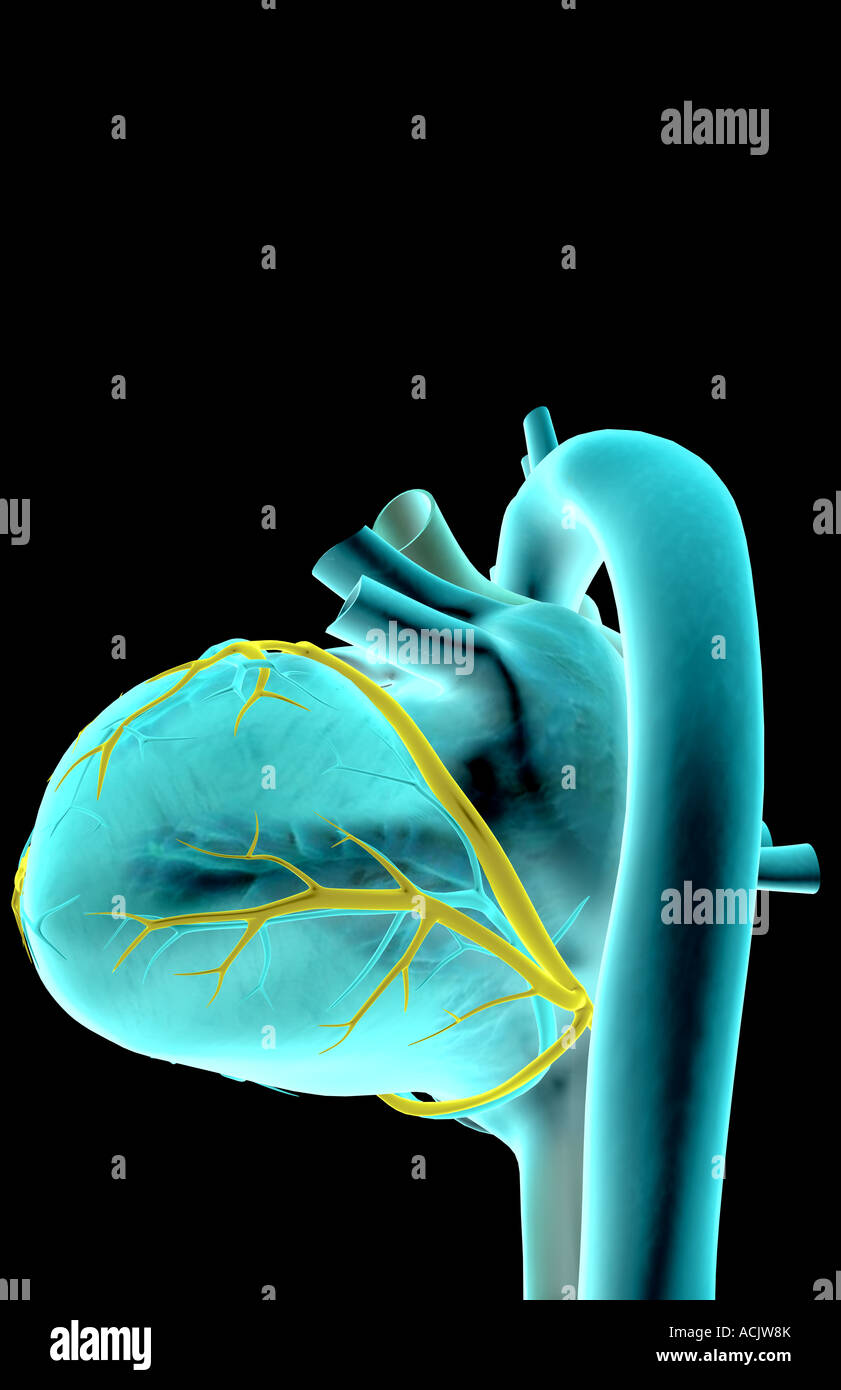 The coronary vessels of the heart Stock Photo