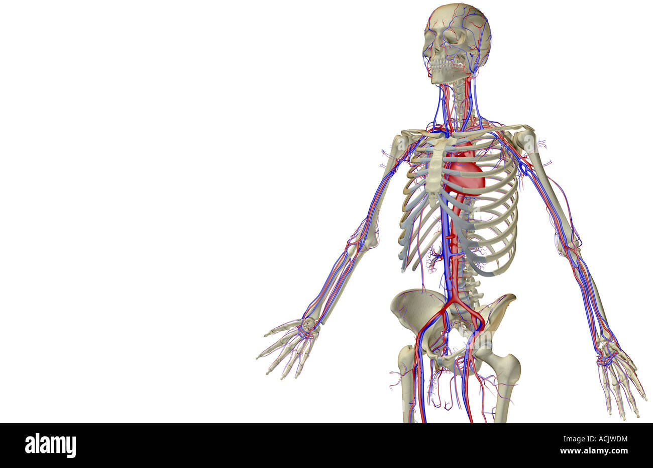 The blood supply of the upper body Stock Photo Alamy