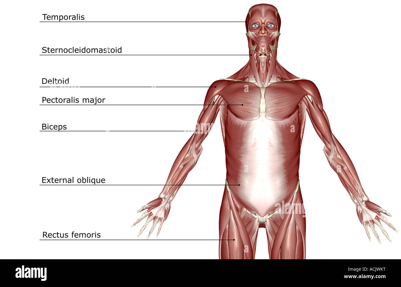 The muscles of the upper body Stock Photo - Alamy