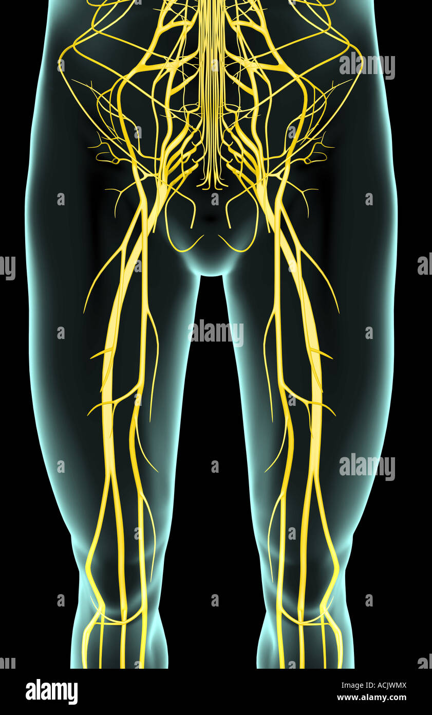 Ilioinguinal Nerve Stock Photos & Ilioinguinal Nerve Stock Images - Alamy