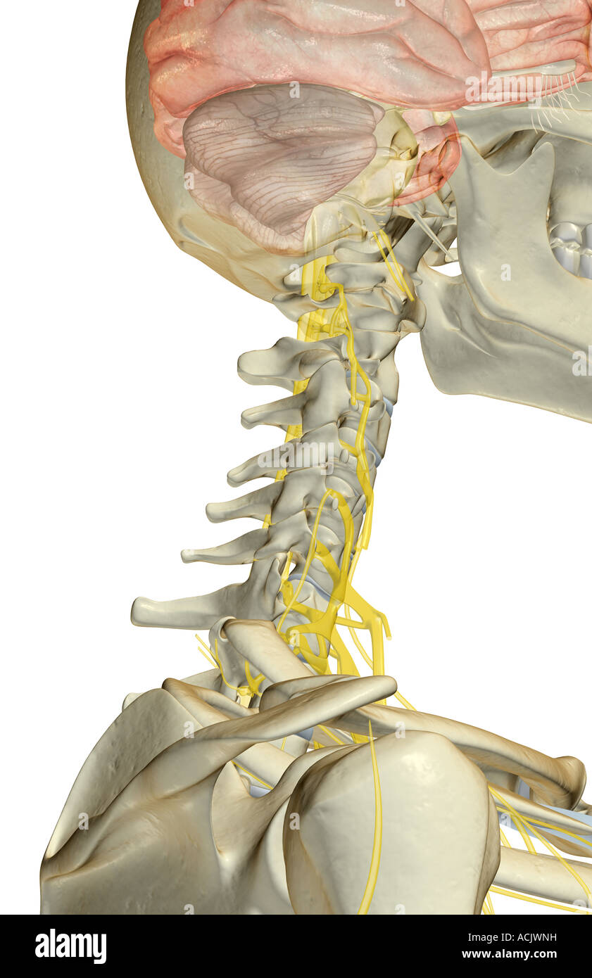 The nerve supply of the neck Stock Photo Alamy