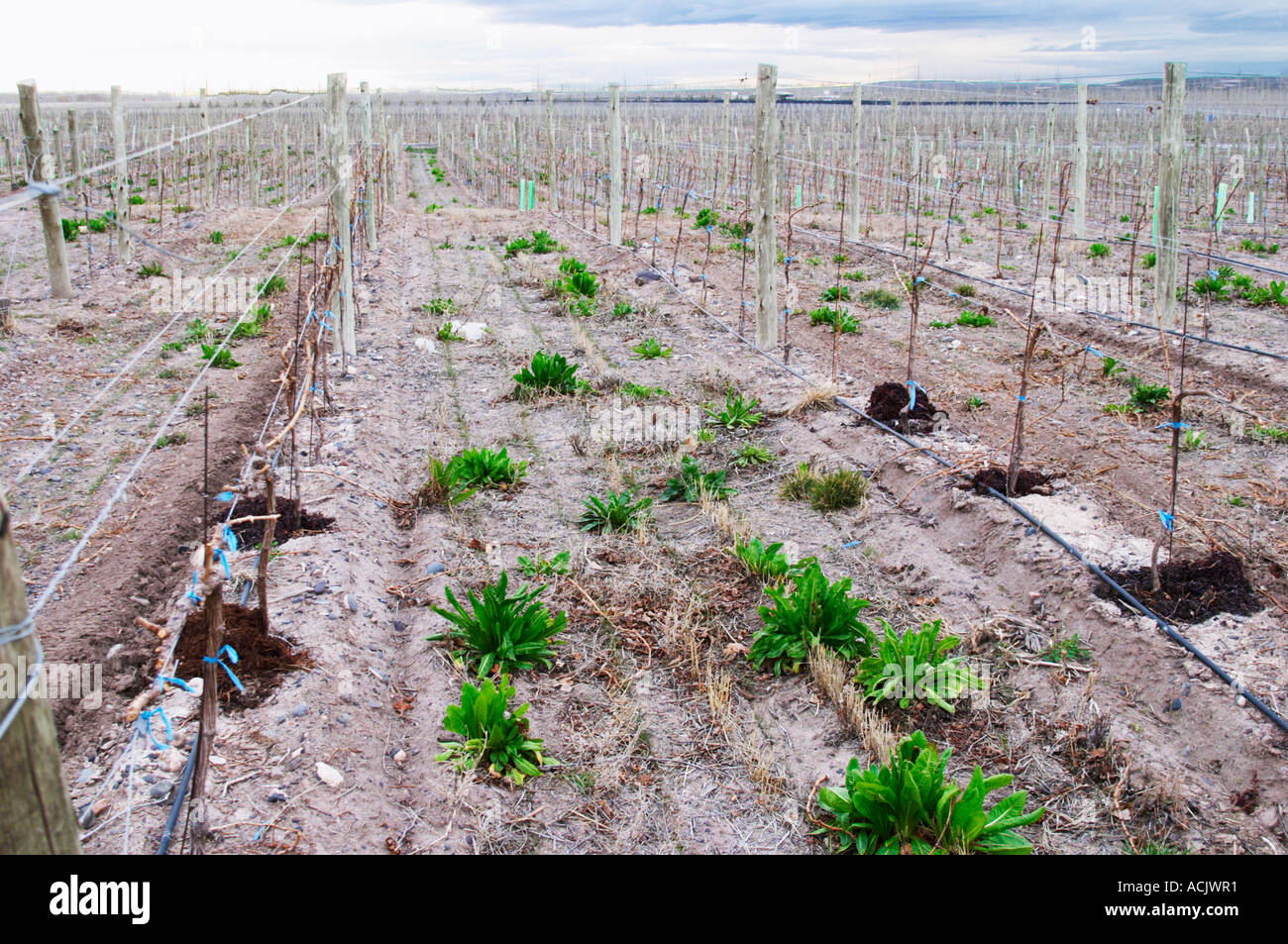 View over the vineyard, sandy soil and young vines, drip irrigation. Bodega NQN Winery, Vinedos de la Patagonia, Neuquen, Patagonia, Argentina, South America Stock Photo