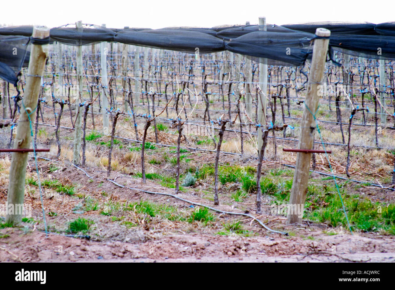 View over the vineyard, soil and young vines, drip irrigation. with netting used to shield and protect the vines from birds and from hail damage. NQN Winery, Vinedos de la