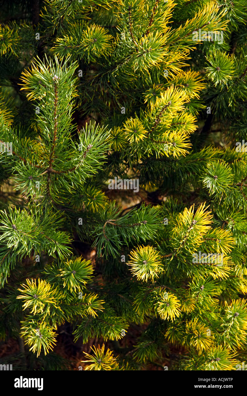 Close up fir tree branches hi-res stock photography and images - Alamy