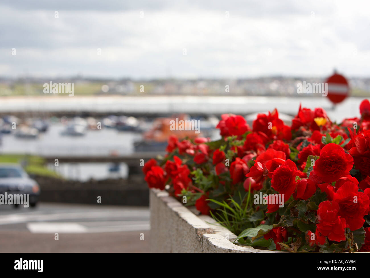 red carnation flowerbed on hill overlooking portstewart Stock Photo