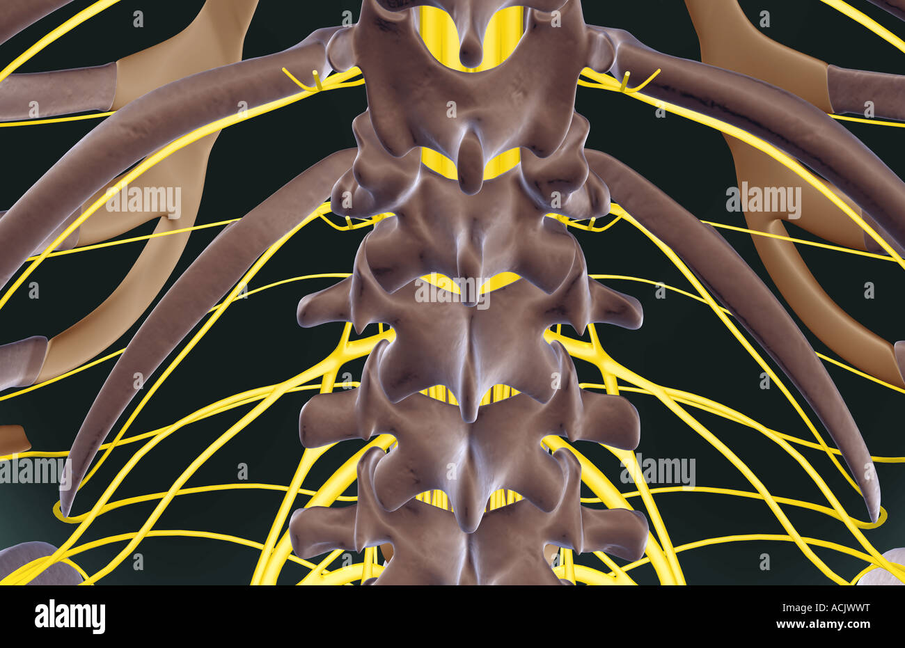 The lumbar plexus Stock Photo Alamy