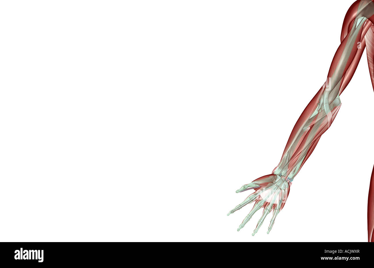 Upper limb musculoskeleton Stock Photo