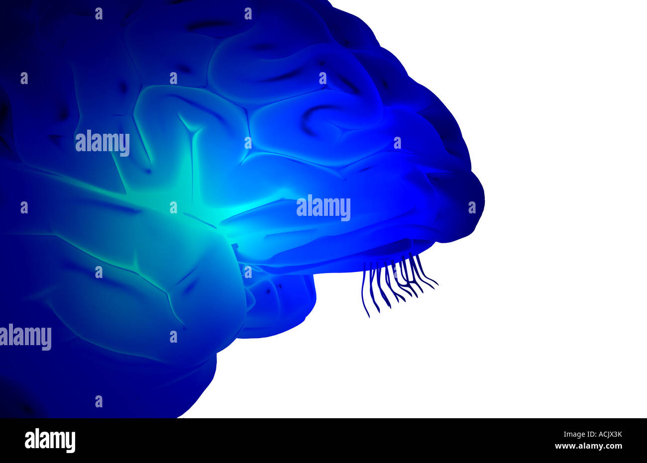 Cortex Of Insula High Resolution Stock Photography And Images Alamy