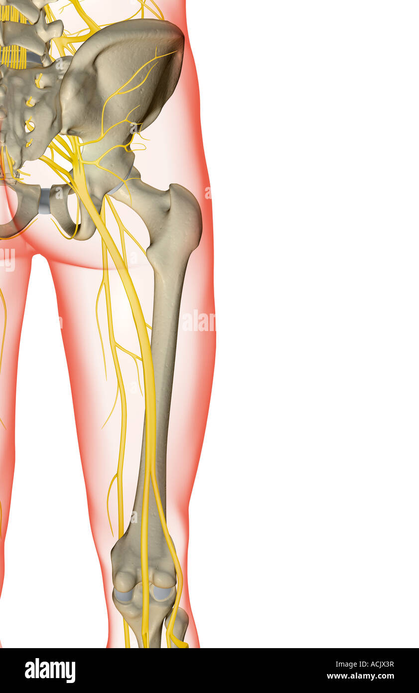 The nerves of the hip and lower limb Stock Photo Alamy
