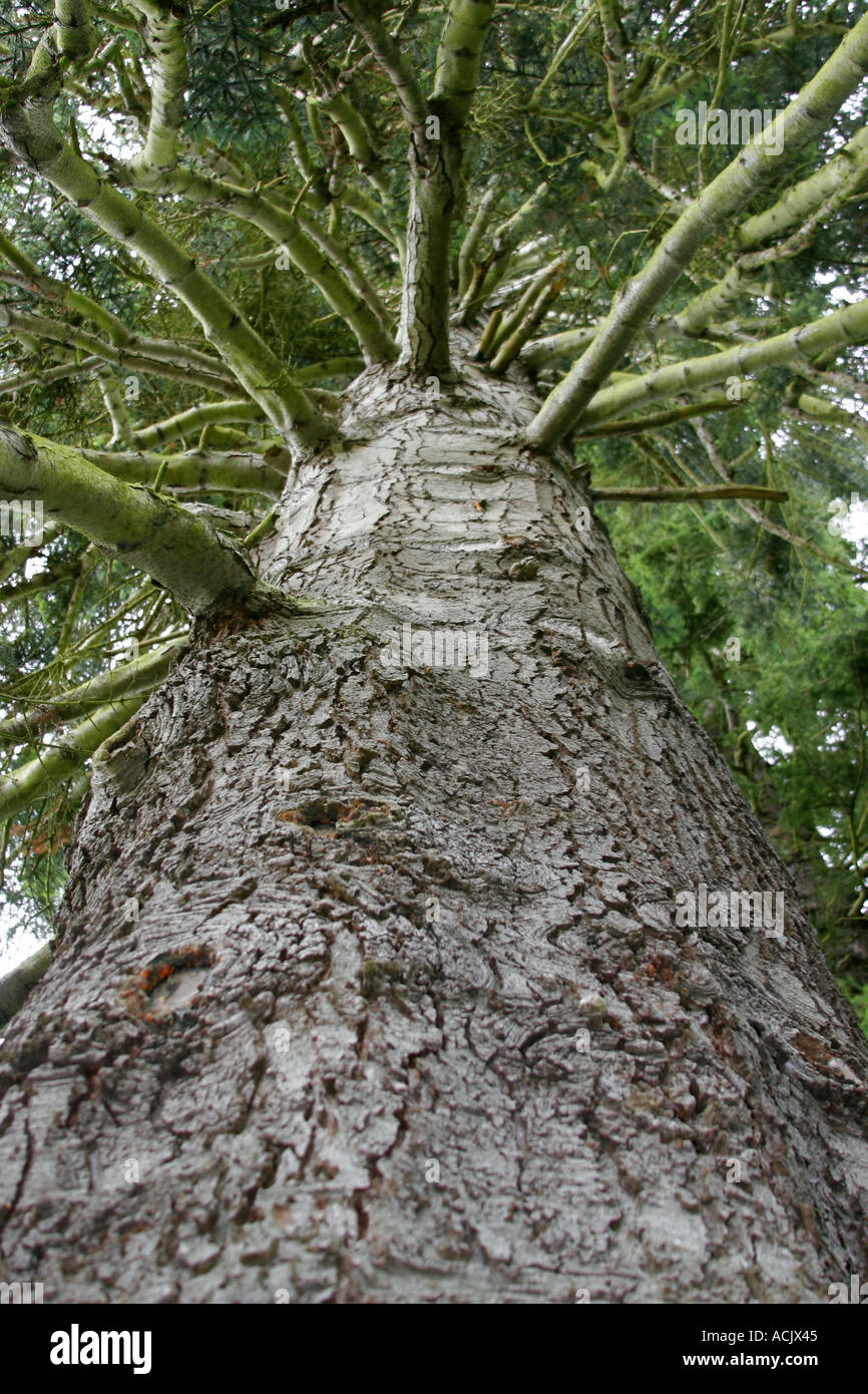 Tall tree Stock Photo
