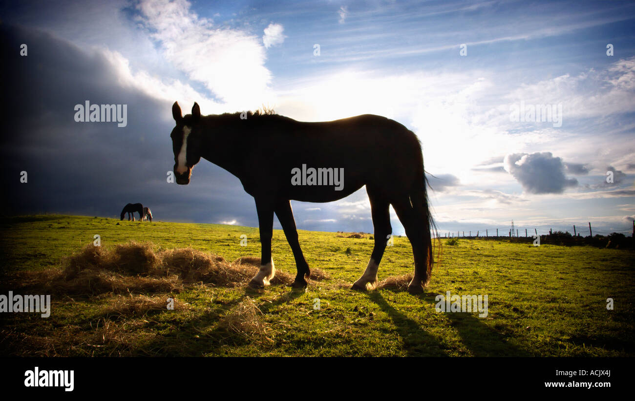 A horse in a field backlit by the setting sun Stock Photo
