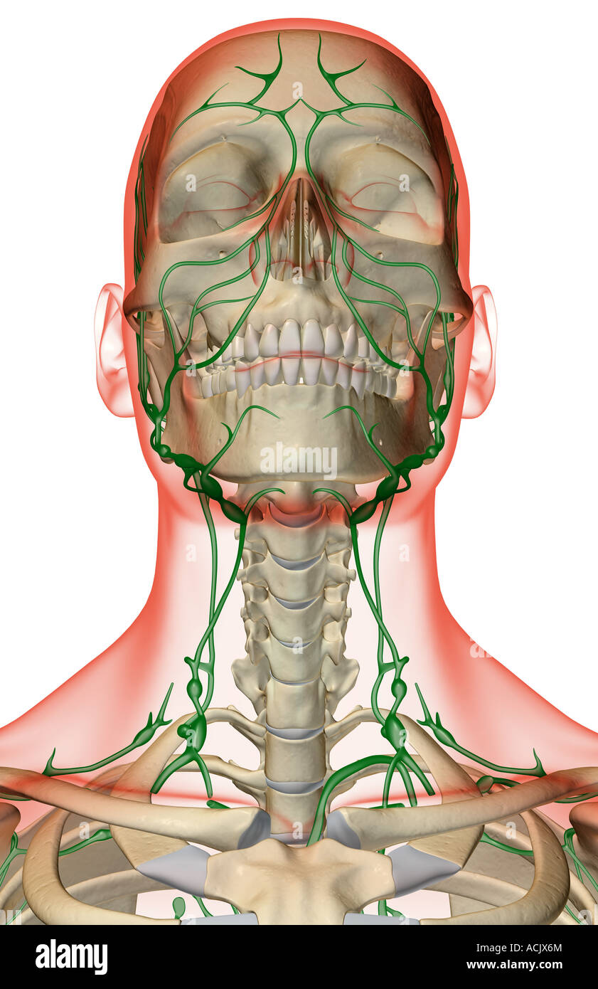 The lymph supply of the head neck and face Stock Photo Alamy