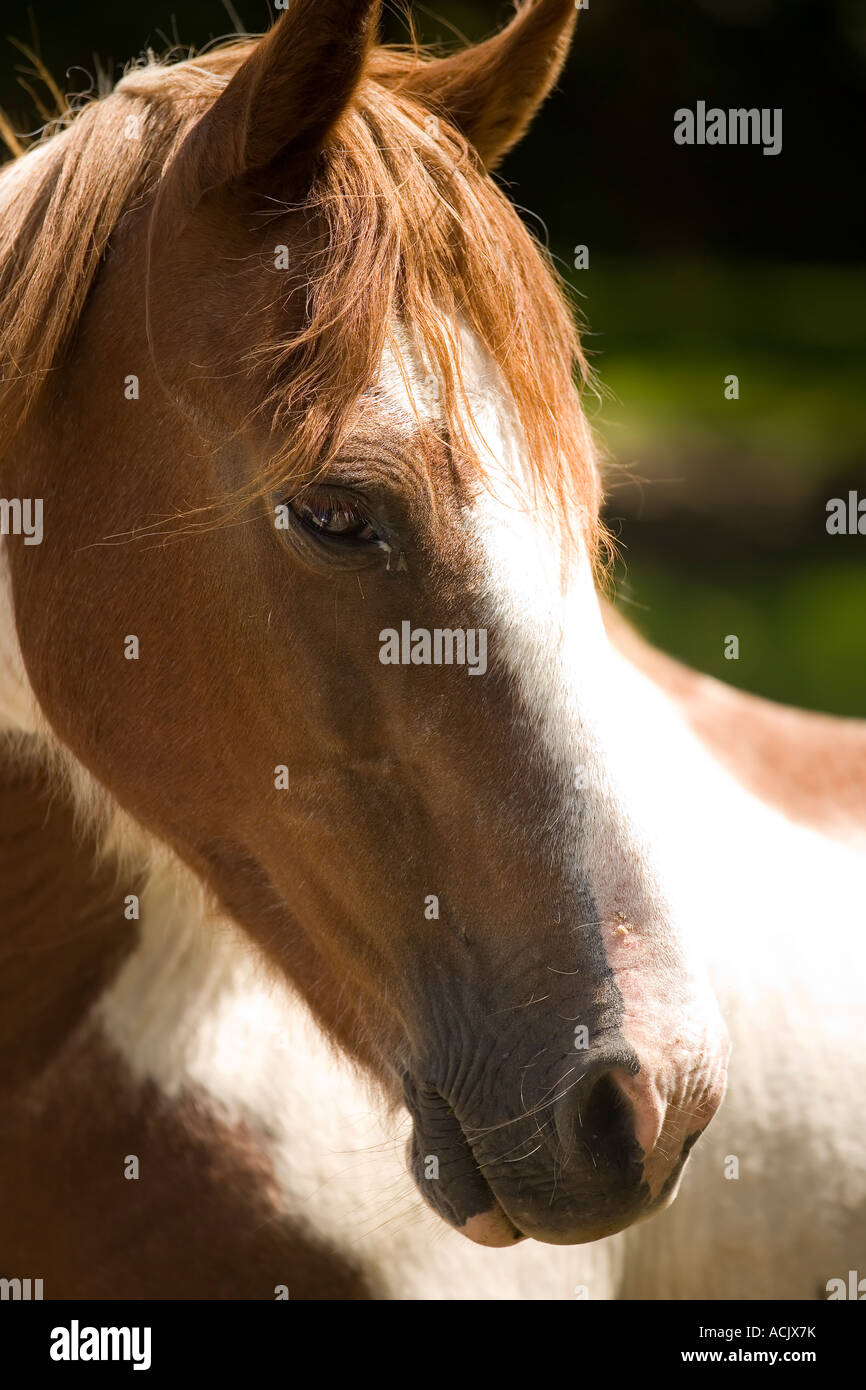 Portrait of brown and white chestnut skewbald New Forest pony Stock Photo