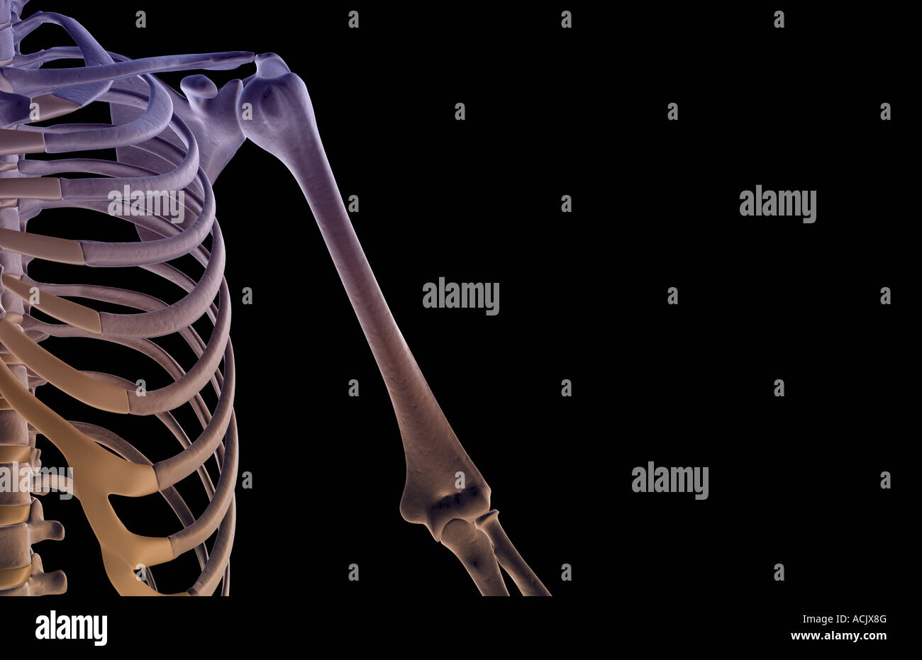 Upper Arm Bone High Resolution Stock Photography and Images - Alamy