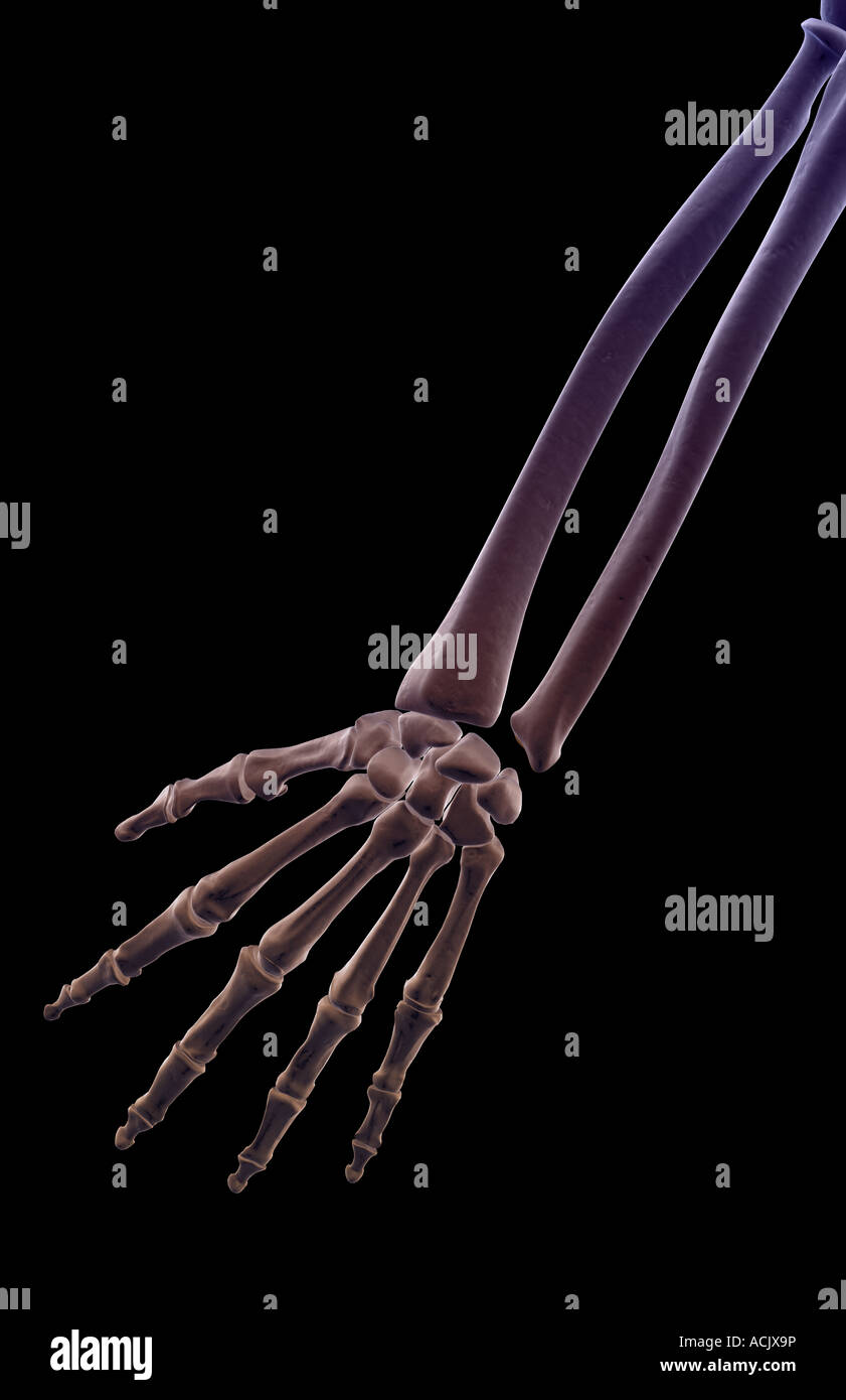 Forearm Bones High Resolution Stock Photography and Images Alamy