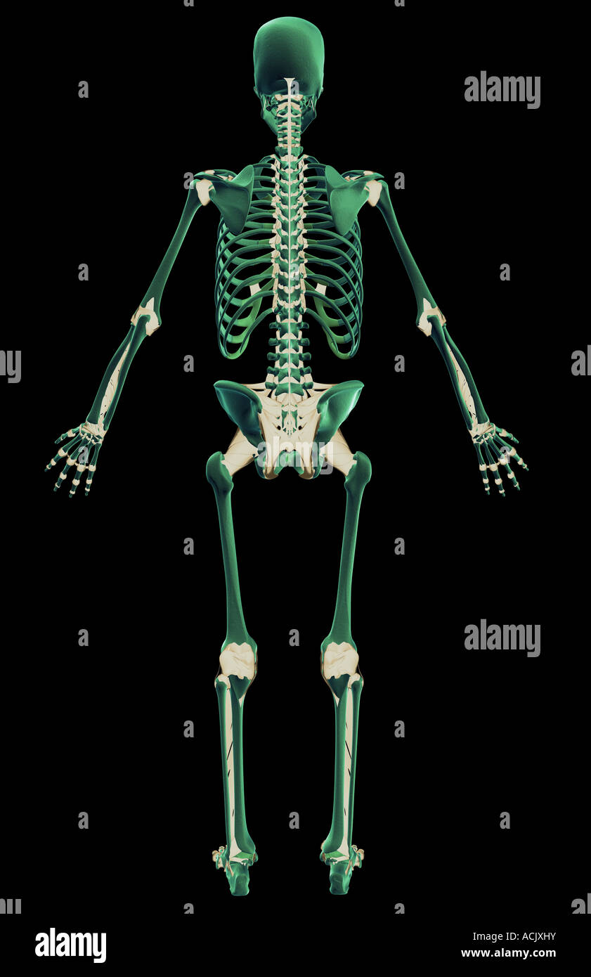 Supraspinal ligament hi-res stock photography and images - Alamy