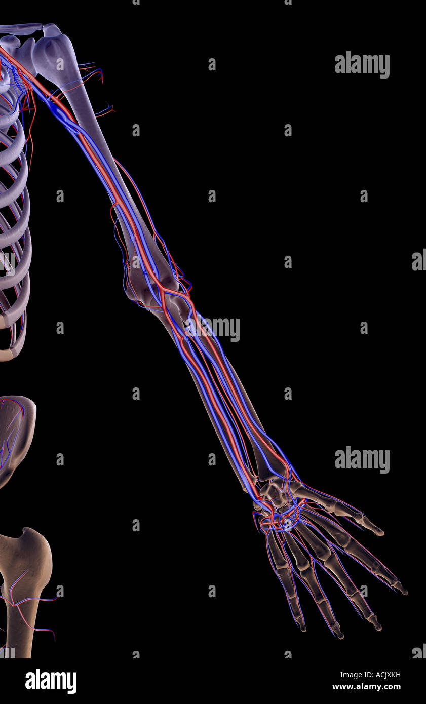 The blood supply of the upper limb Stock Photo