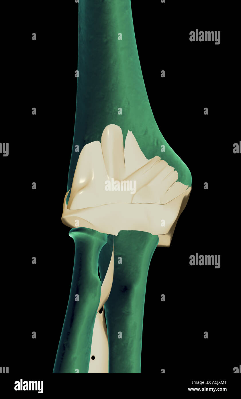 The ligaments of the elbow Stock Photo