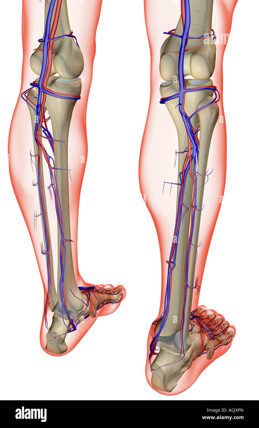 Leg blood vessels hires stock photography and images Alamy