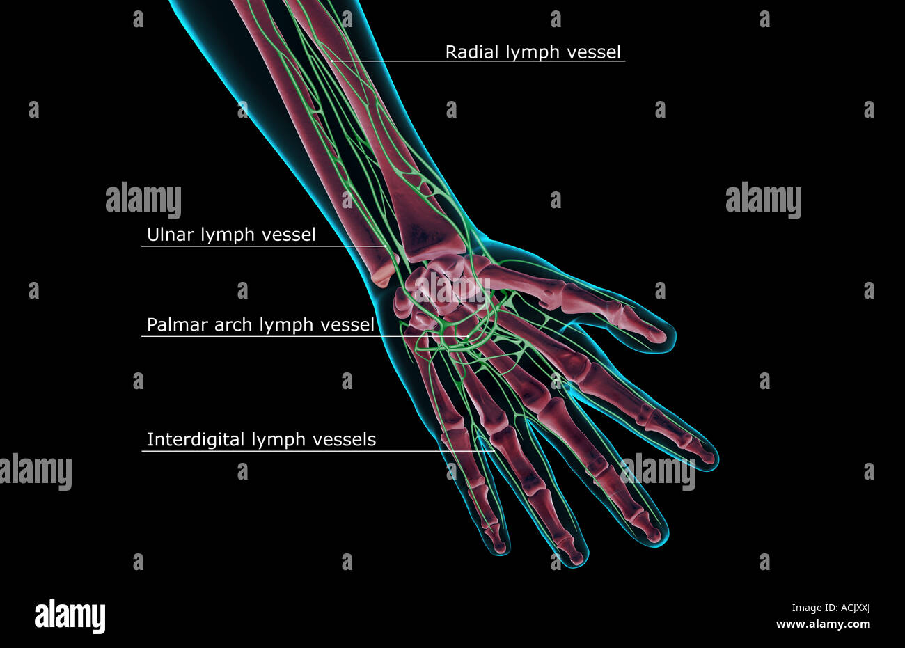 The lymph supply of the hand Stock Photo - Alamy