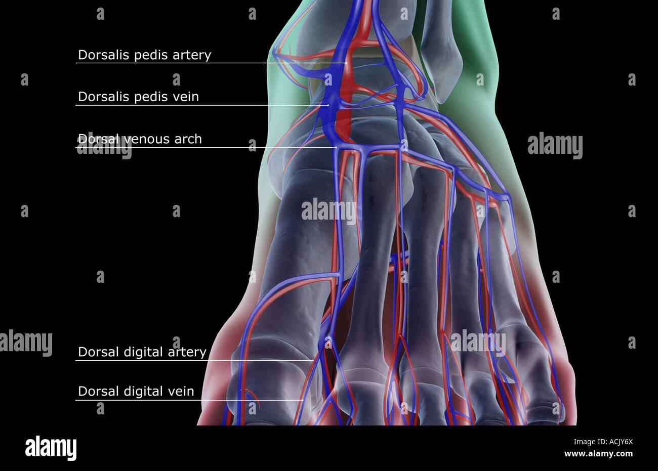 Dorsal artery of foot hires stock photography and images Alamy