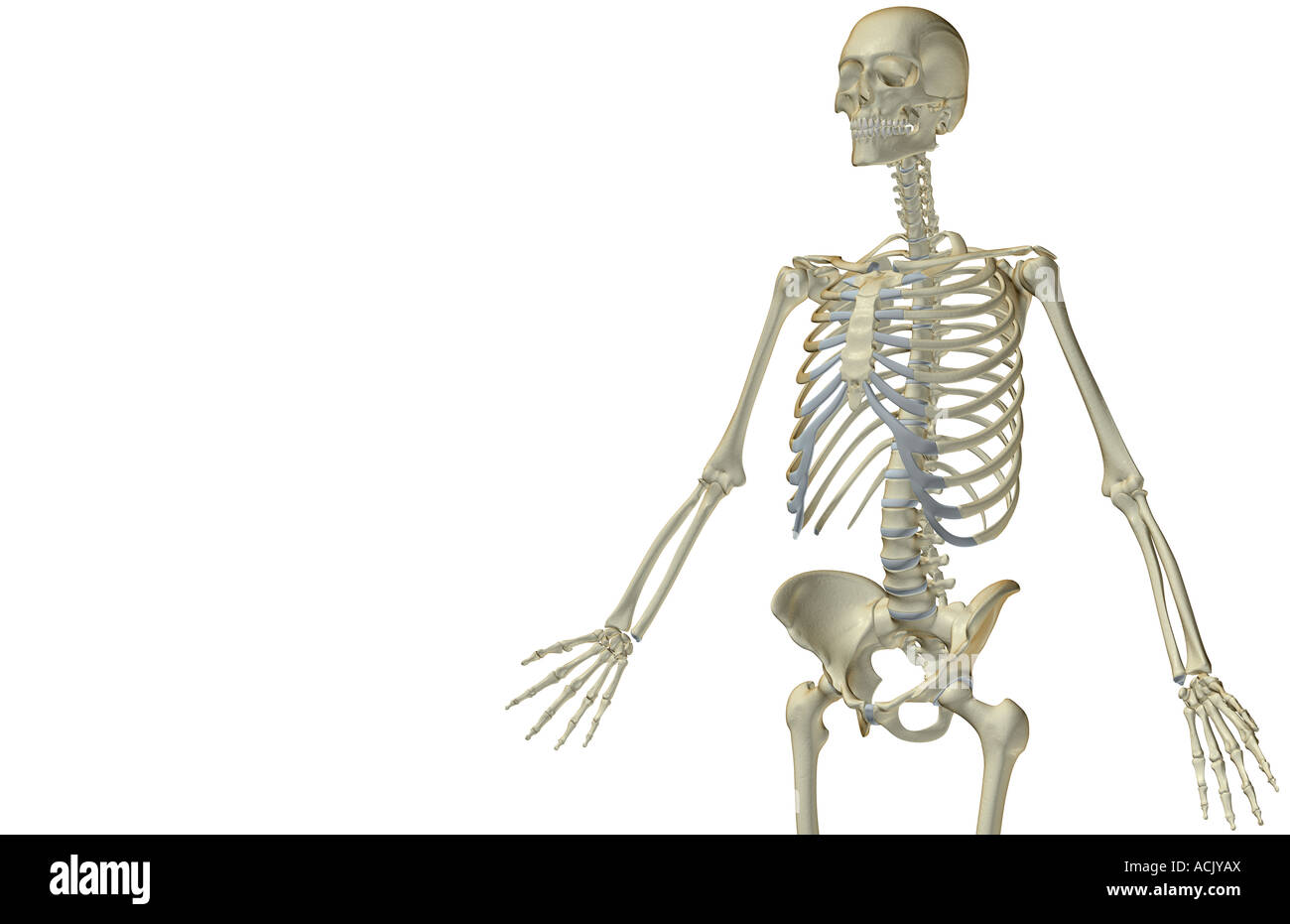 The bones of the upper body Stock Photo Alamy