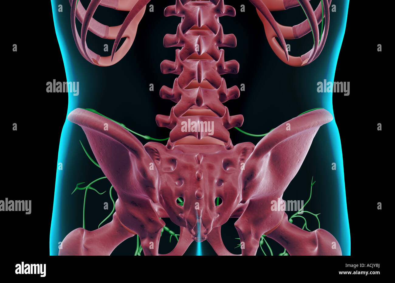 The lymph supply of the lower back Stock Photo - Alamy