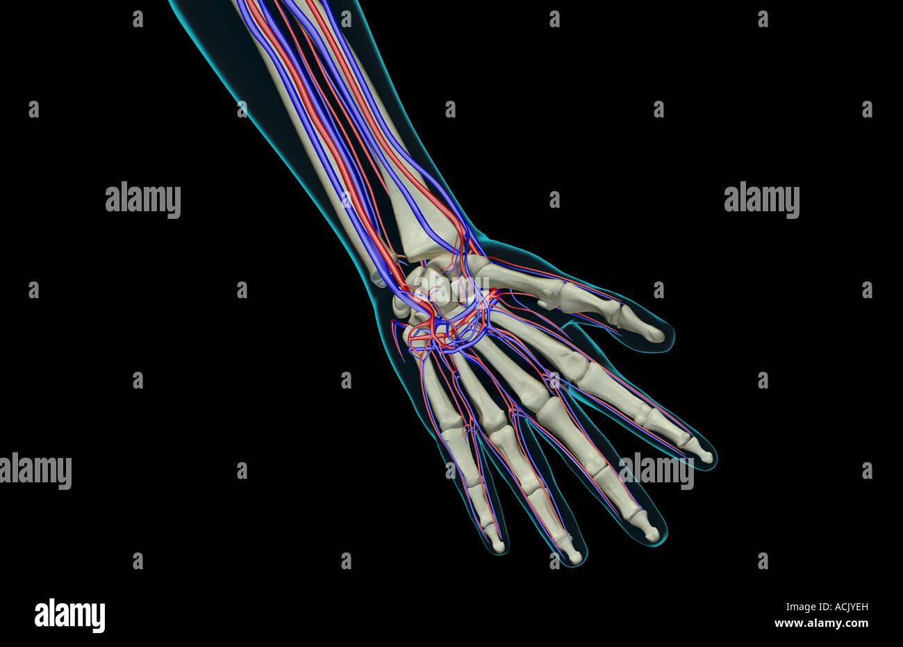 The blood supply of the hand Stock Photo