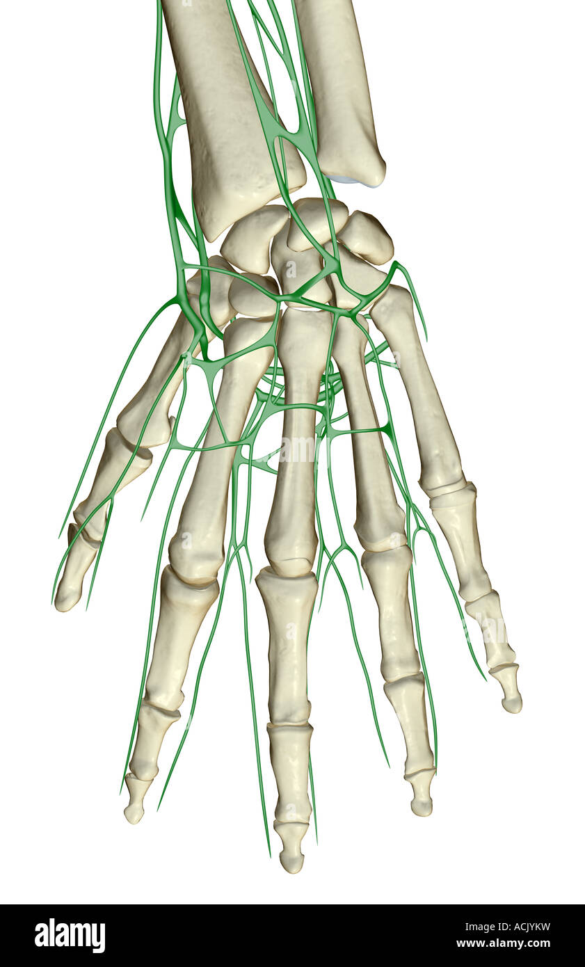 The lymph supply of the hand Stock Photo - Alamy