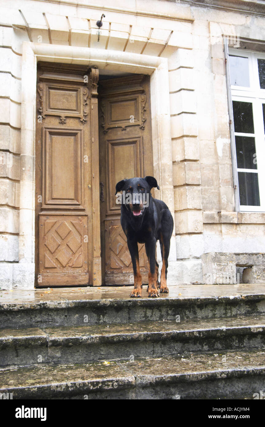 One of the big black dogs looking standing on the stairs in front of the entrance door looking curiously at the photographer. Chateau de Cerons (Cérons) Sauternes Gironde Aquitaine France Stock Photo