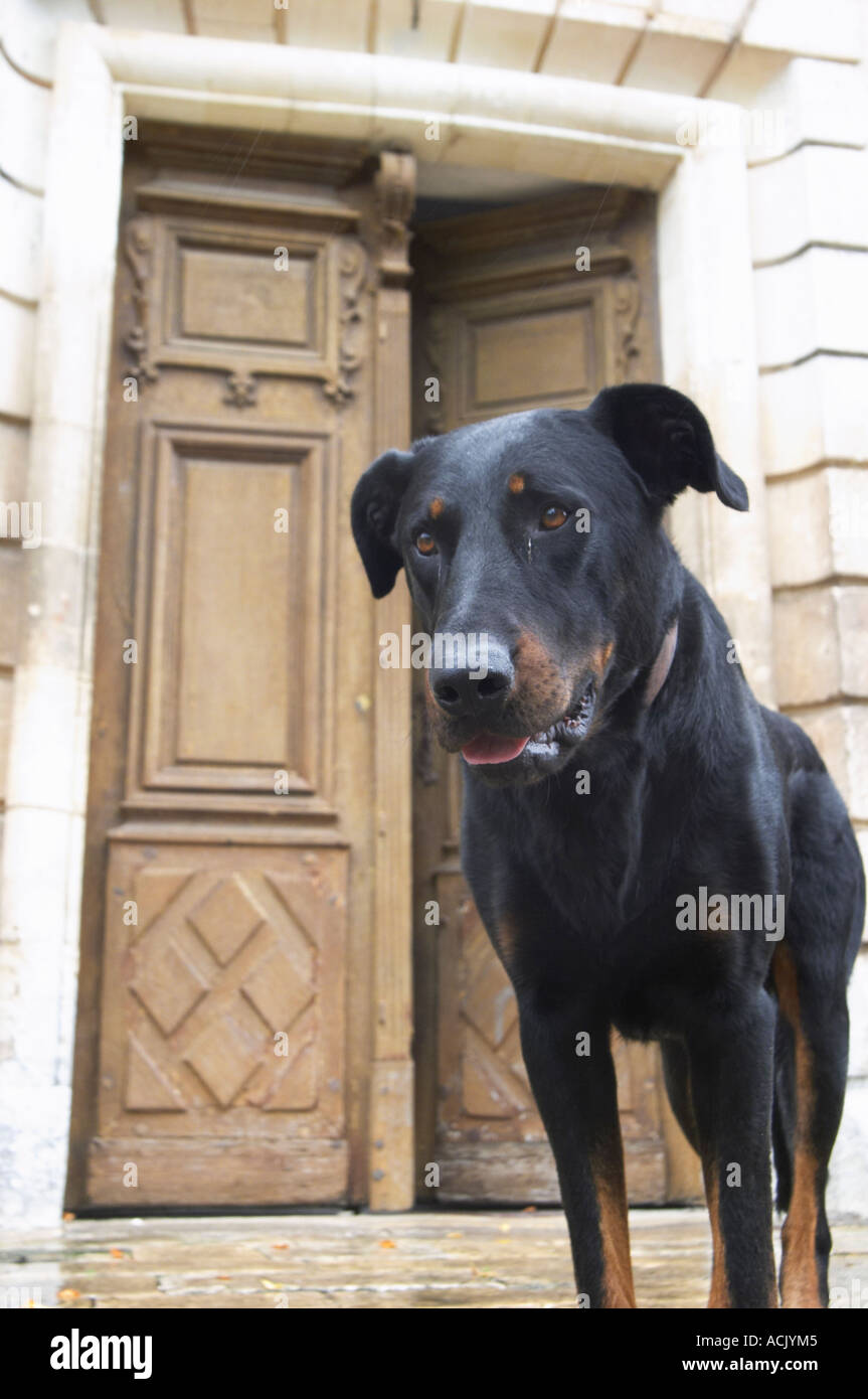 One of the big black dogs looking standing on the stairs in front of the entrance door looking curiously at the photographer. Chateau de Cerons (Cérons) Sauternes Gironde Aquitaine France Stock Photo