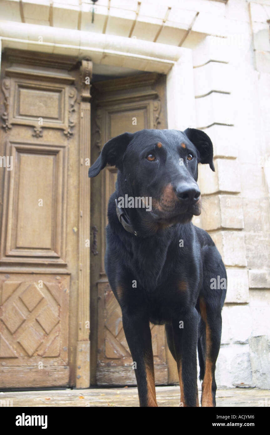 One of the big black dogs looking standing on the stairs in front of the entrance door looking curiously at the photographer. Chateau de Cerons (Cérons) Sauternes Gironde Aquitaine France Stock Photo