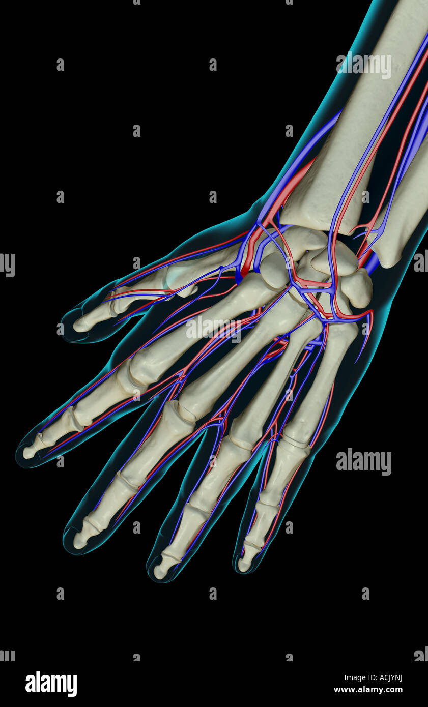 The blood supply of the hand Stock Photo