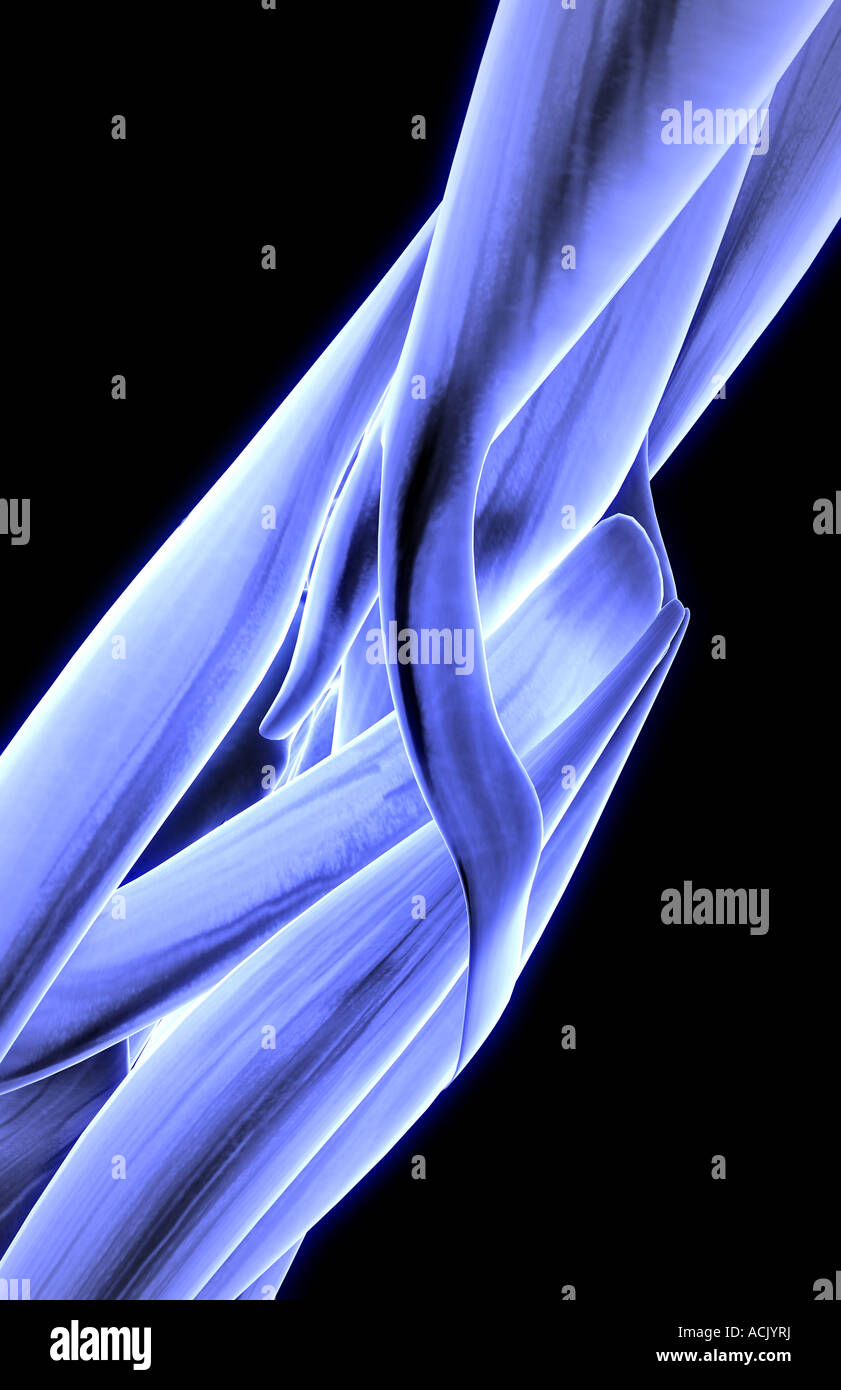 Biceps aponeurosis hi-res stock photography and images - Alamy