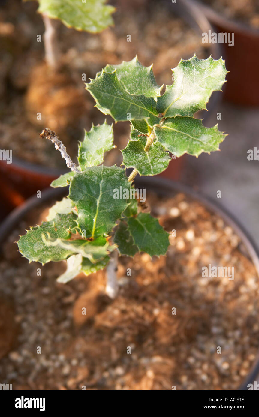 Young plants in the nursery that have been seeded with truffles spores