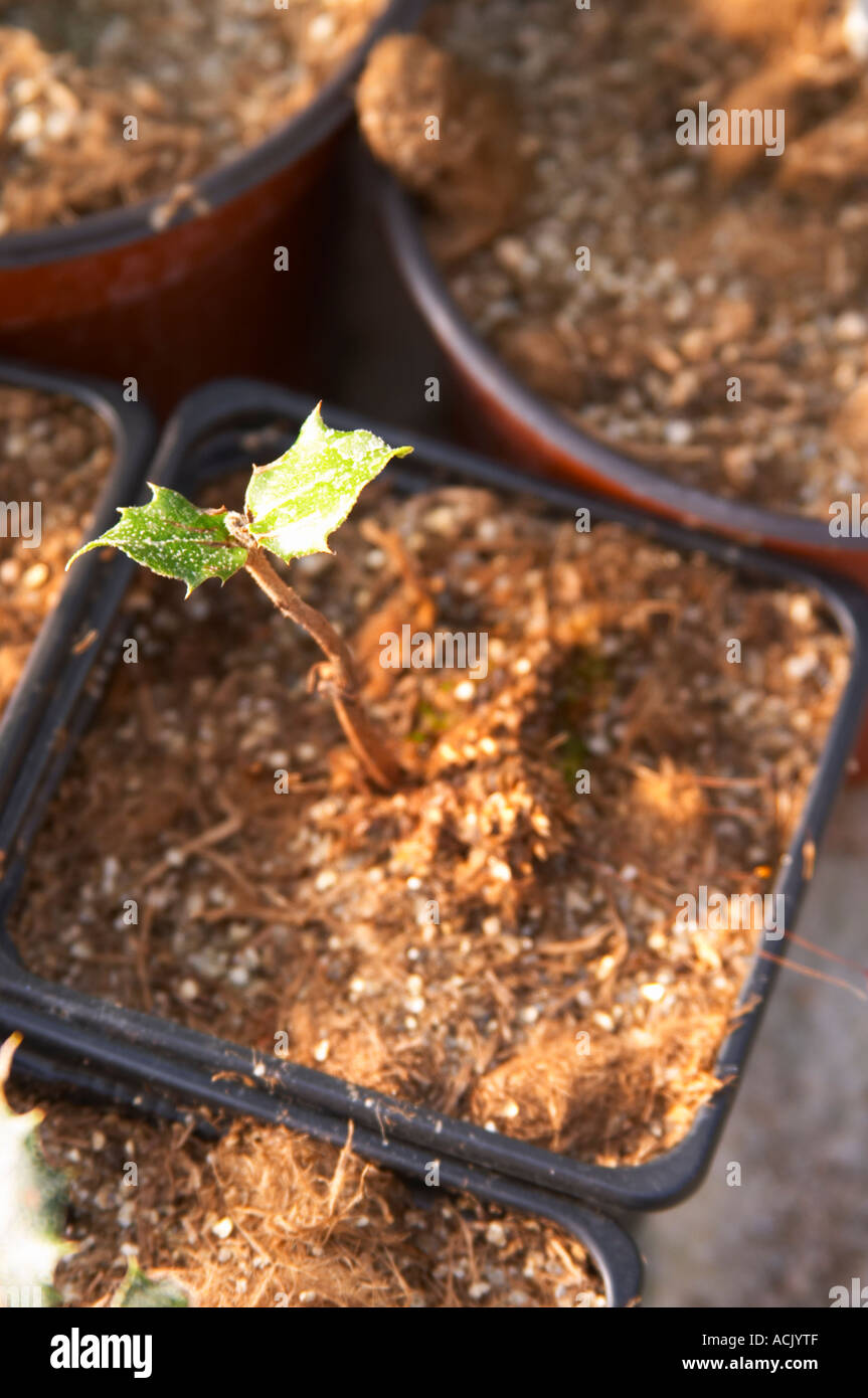 Young plants in the nursery that have been seeded with truffles spores