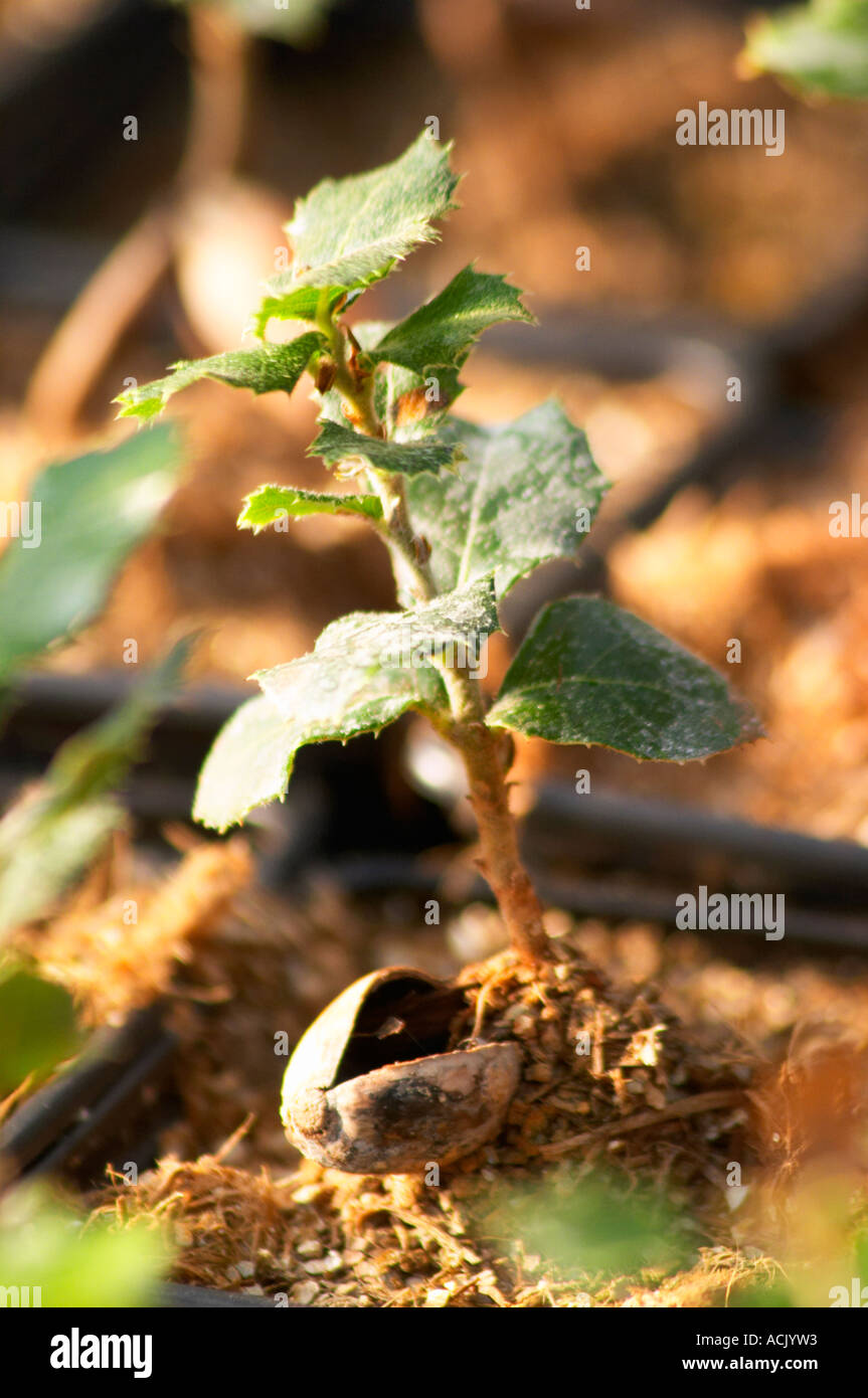 Young plants in the nursery that have been seeded with truffles spores