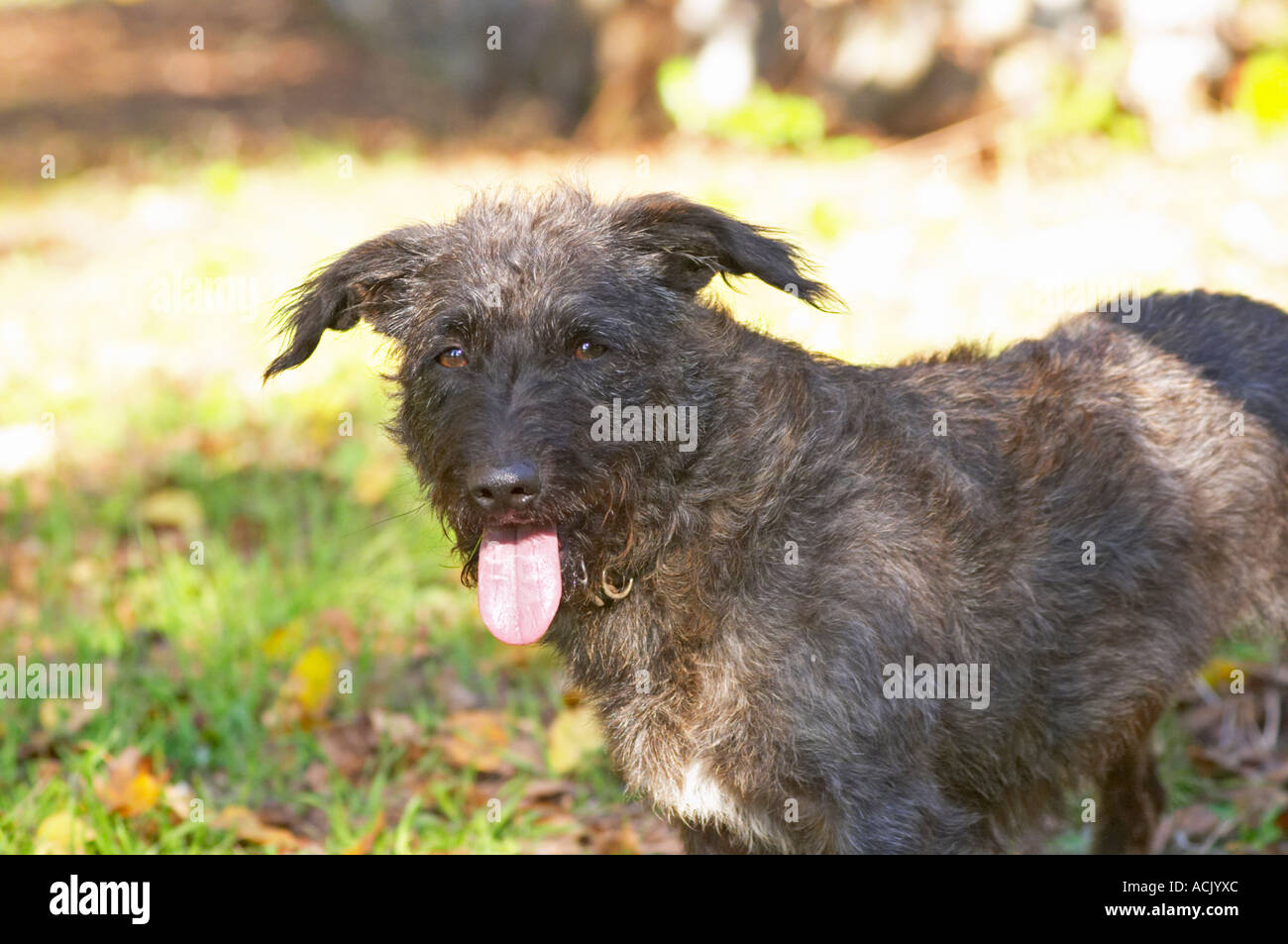 The truffles hunting sniffing dog called Mocha Truffiere de la Bergerie (Truffière) truffles farm Ste Foy de Longas Dordogne France Stock Photo