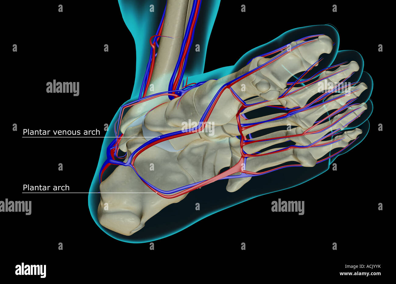 The blood supply of the foot Stock Photo