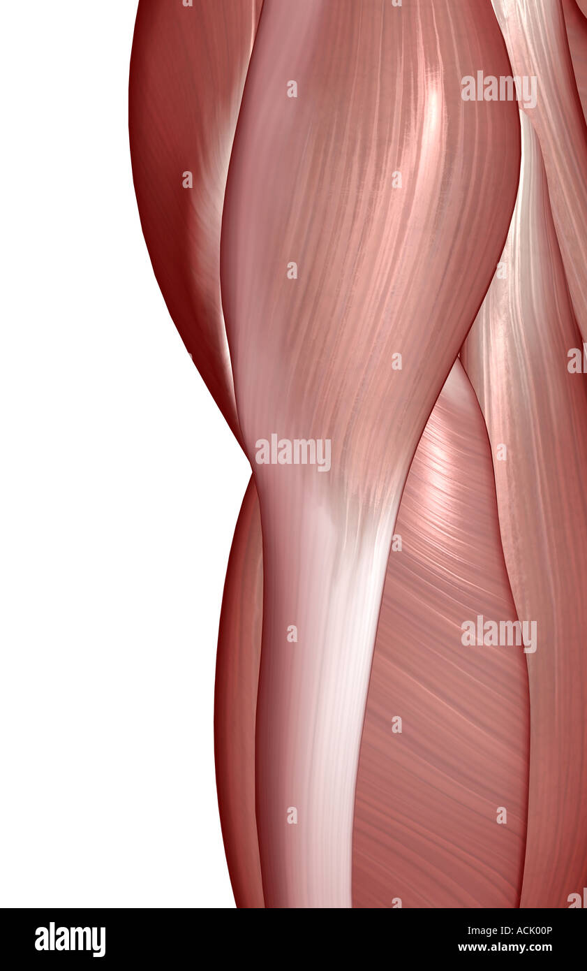 The muscles of the hip Stock Photo