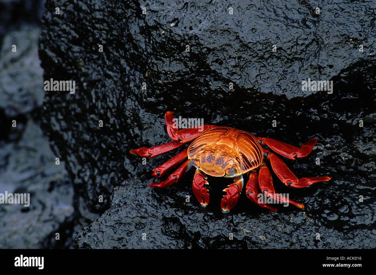 Sally lightfoot crab (Grapsus grapsus). Galapagos Stock Photo