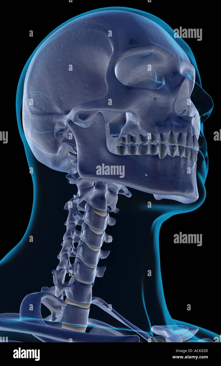 The bones of the head and neck Stock Photo