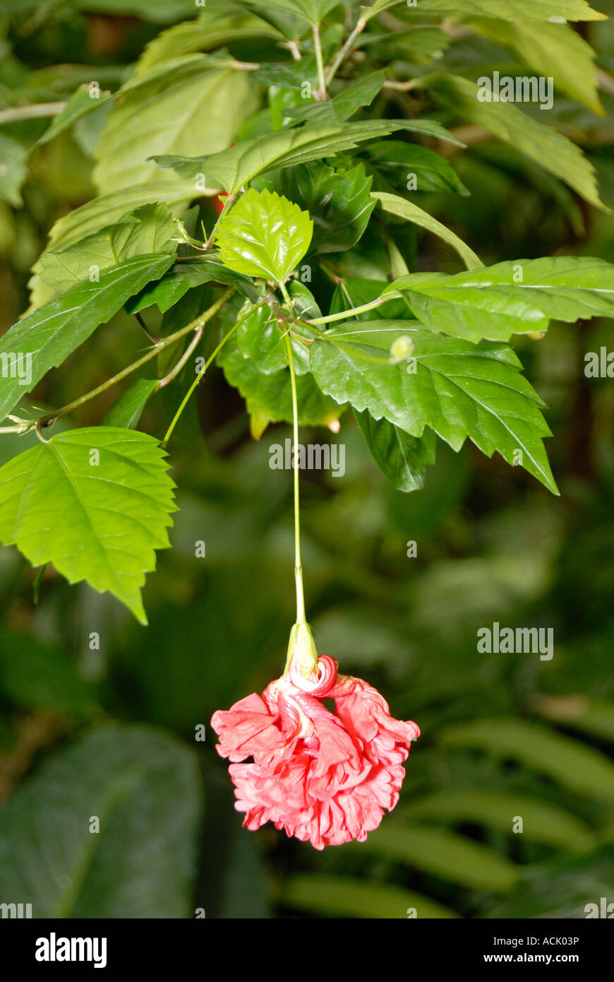 Japanese Lantern Flower Stock Photo Alamy