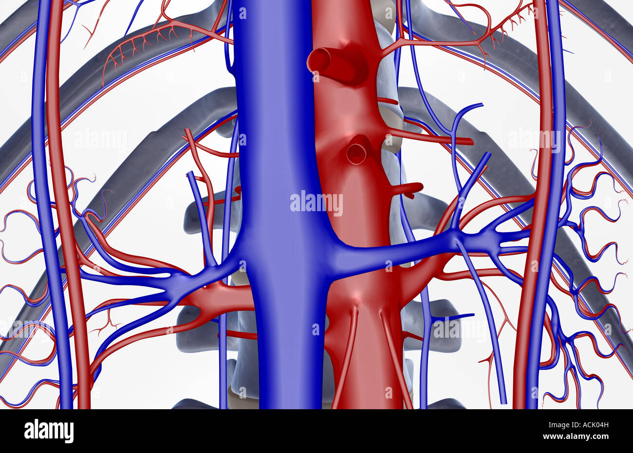 The renal blood vessels Stock Photo - Alamy