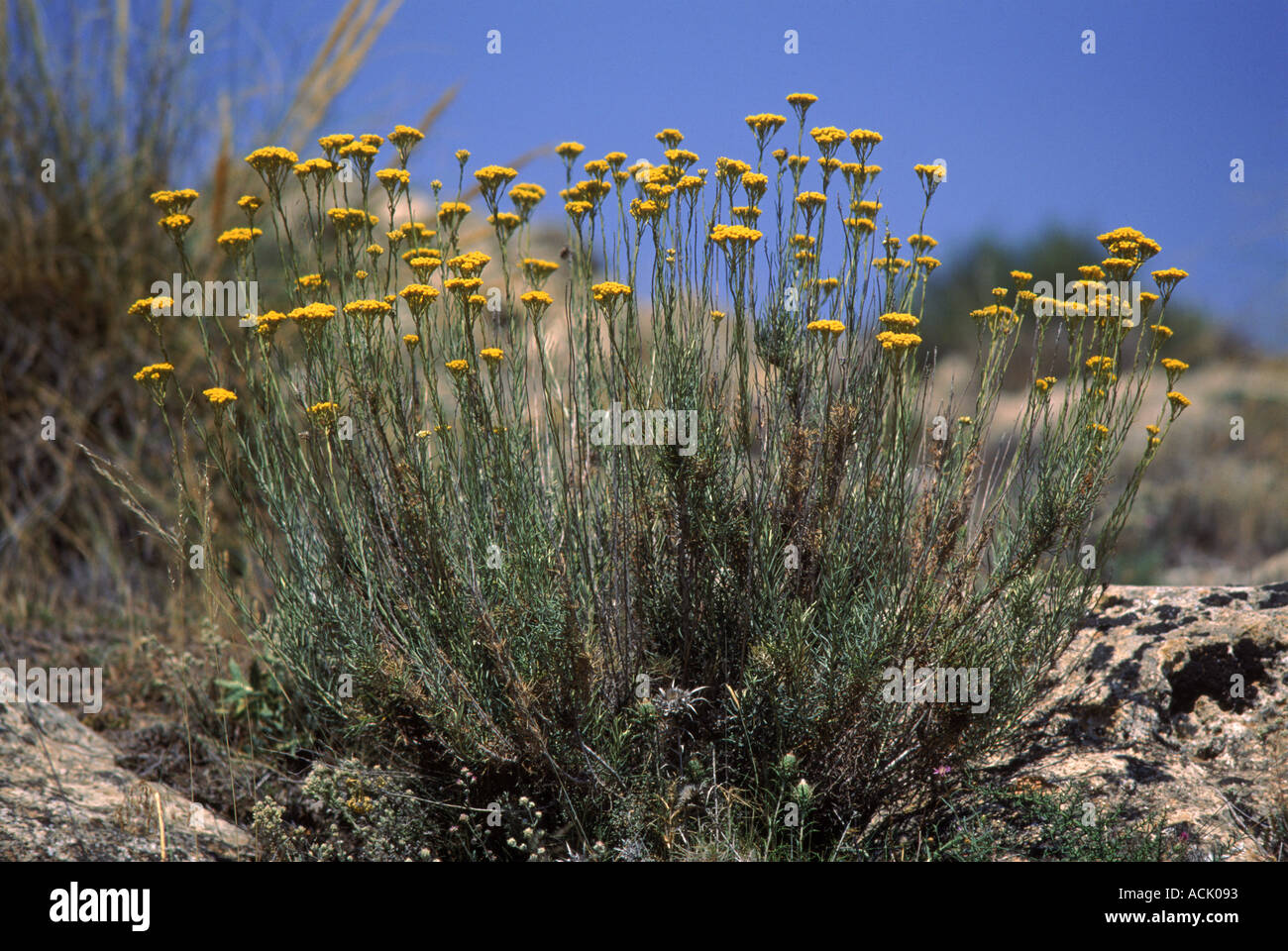 Stinking everlasting plant Helichrysum stoechas Alicante Spain Europe Stock Photo