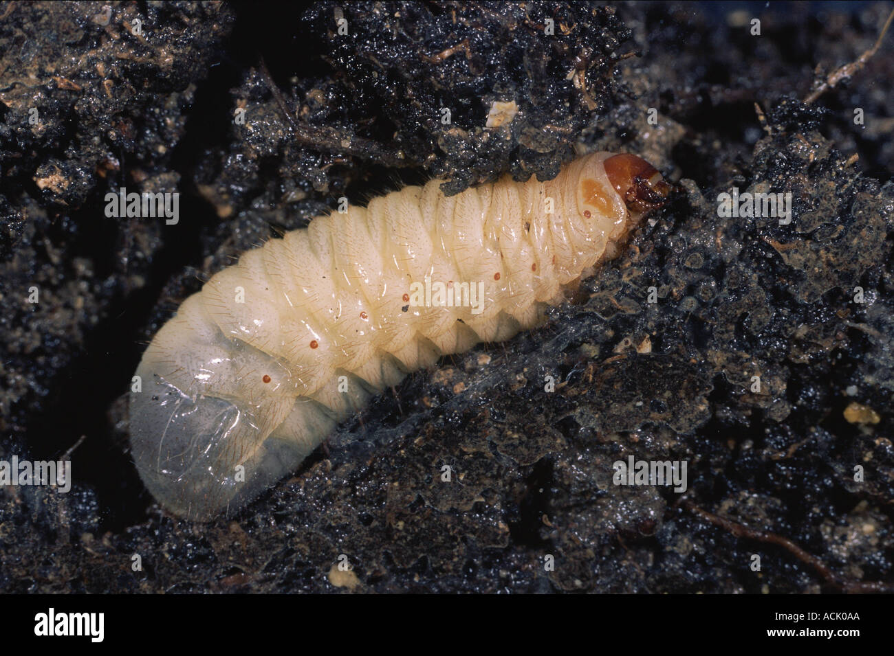 flower-beetle-larva-in-soil-cetonia-sp-alicante-spain-stock-photo-alamy
