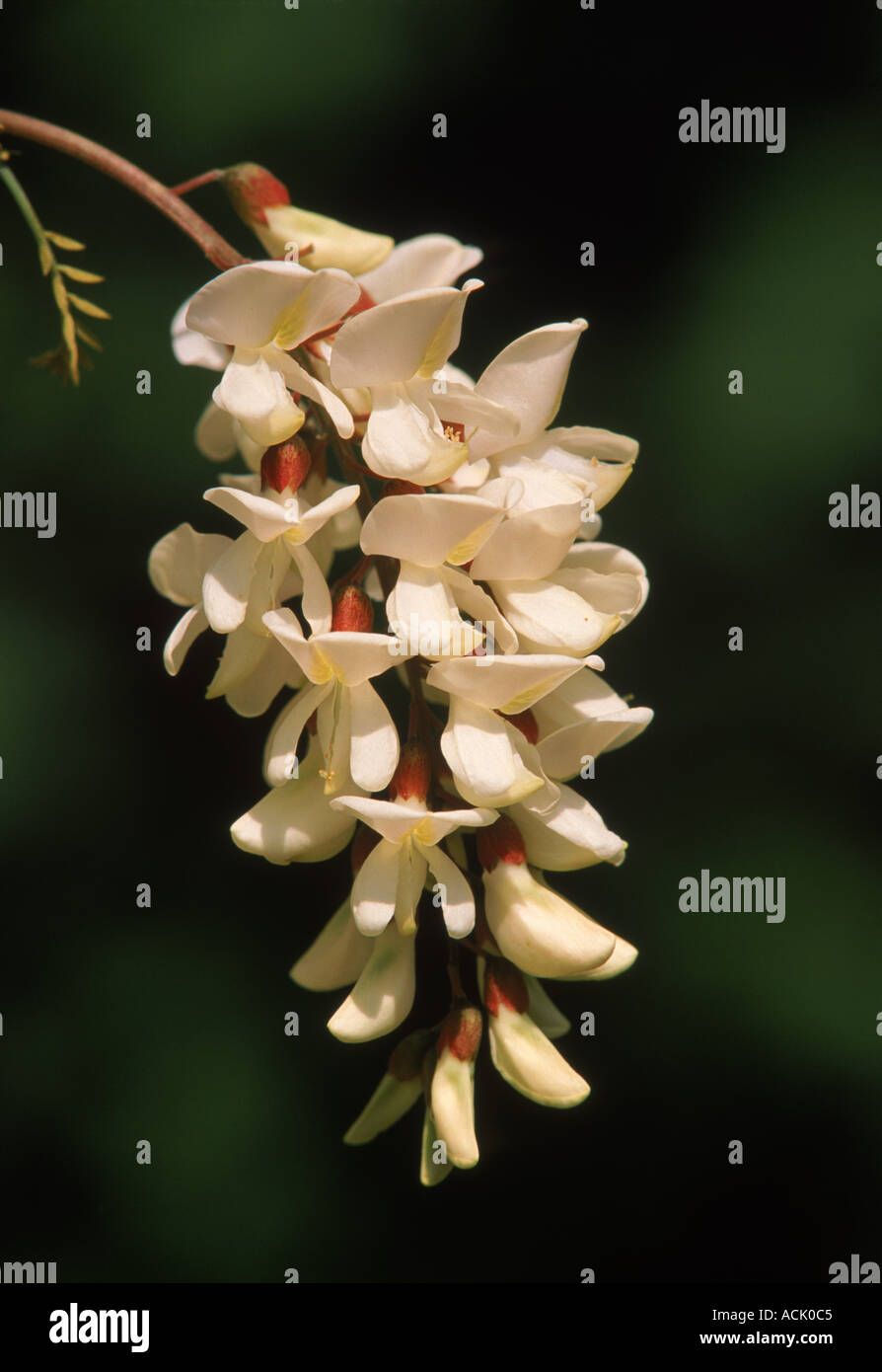 False acacia inflorescence Robinia pseudacacia Alicante Spain Stock ...
